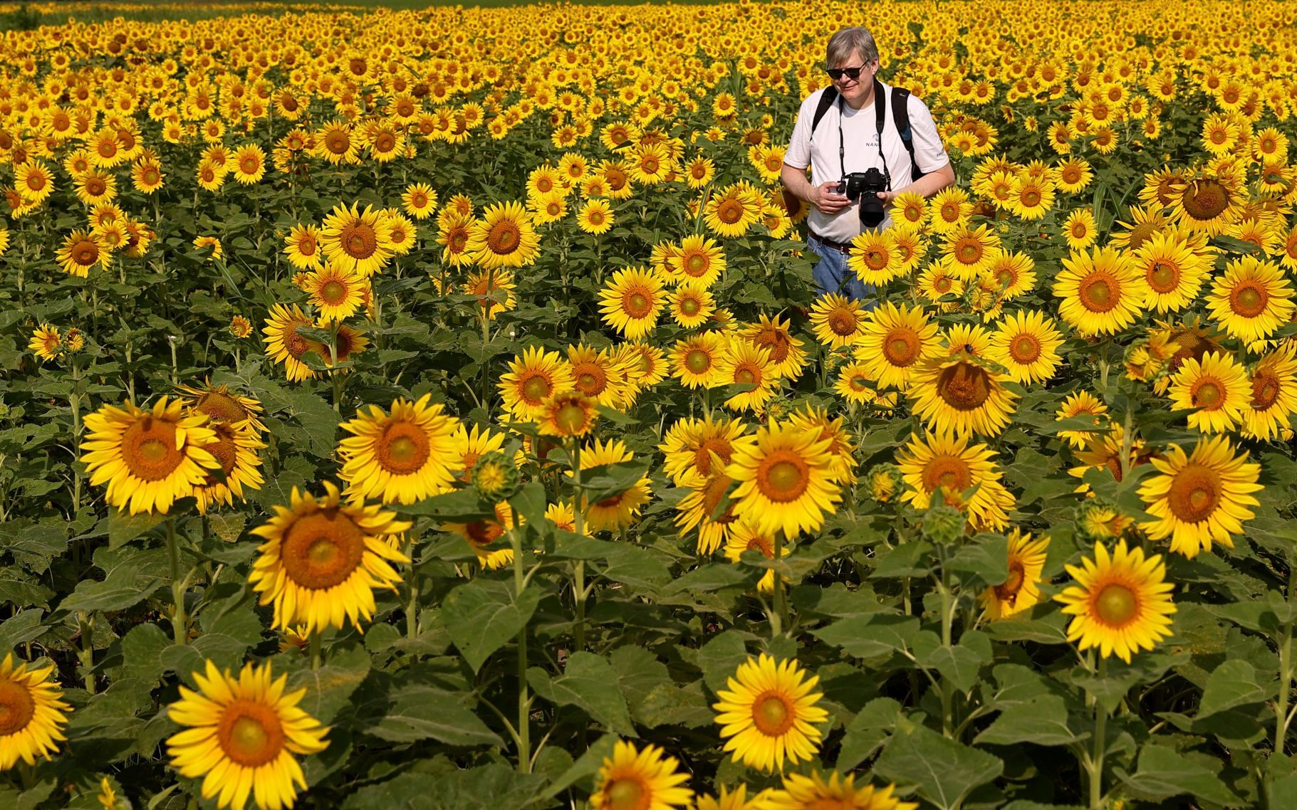 Sunflowers blooming at Columbia Bottom Conservation Area in North St. Louis County.